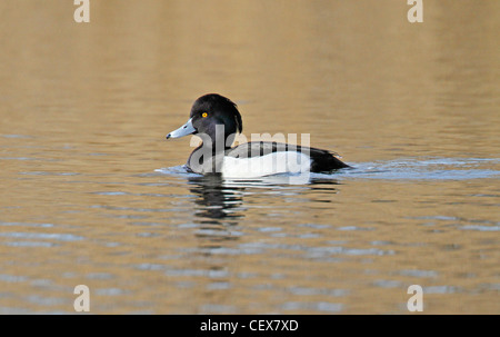 Maschio di Moretta, Aythya fuligula, facciata bianca duck, tufted Foto Stock