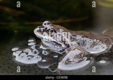 Comune Europea Rana marrone (Rana temporaria) tra frogspawn in stagno, Germania Foto Stock