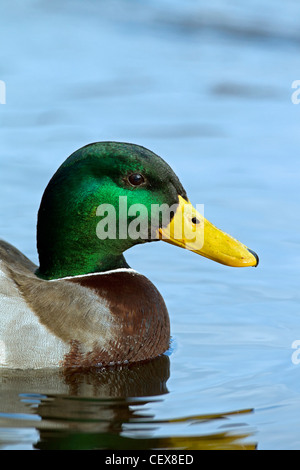 Mallard / Anatra selvatica (Anas platyrhynchos) drake close-up di nuoto maschio Foto Stock