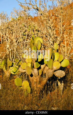 L' Opuntia ficodindia cactus e sfrondato palo santo alberi, Isola Rabida, isole Galapagos, Ecuador Foto Stock