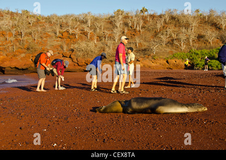 Isola Rabida chiamato anche Jervis isola con i turisti a passeggio tra il sonno dei leoni di mare sulla spiaggia rossa delle isole Galapagos Ecuador Foto Stock