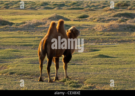 Twin humped Bactrian cammello nel deserto del Gobi della Mongolia Foto Stock