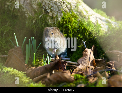 Bank vole, Clethrionomys glareolus, seduto sotto ramo di albero. Regno Unito Foto Stock