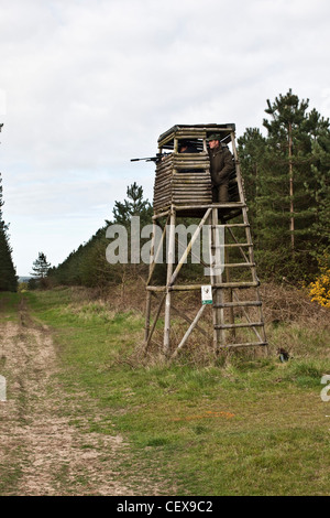 Gli uomini a caccia di cervi in animale nascondere, Thetford Forest, Regno Unito Foto Stock
