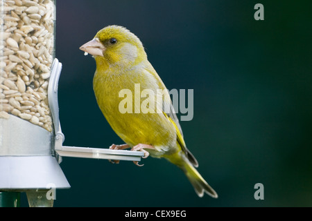 Verdone Carduelis chloris, di alimentazione da un alimentatore di sementi. Regno Unito. Foto Stock
