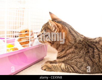 Un gatto e un criceto incontro attraverso le sbarre di una gabbia Foto Stock