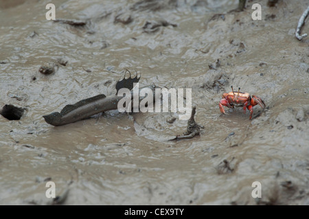 Grande Blu-spotted Mudskipper (Boleophthalmus pectinirostris), la foresta di mangrovie, Hong Kong. Foto Stock