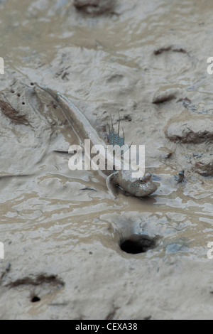 Grande Blu-spotted Mudskipper (Boleophthalmus pectinirostris), la foresta di mangrovie, Hong Kong. Foto Stock