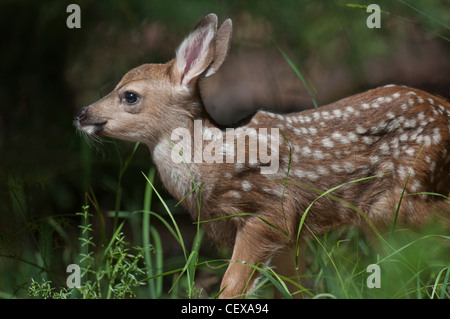 Mule Deer (Odocoileus hemionus) fulvo; Northern California Sierra Foothills. Foto Stock