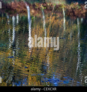 Piscina Horsepasture alberi intorno i margini nella gloriosa Colore di autunno a Cannock Chase AONB (area di straordinaria bellezza naturale) Foto Stock