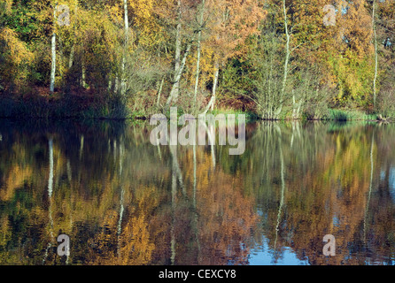 Piscina Horsepasture alberi intorno i margini nella gloriosa Colore di autunno a Cannock Chase AONB (area di straordinaria bellezza naturale) Foto Stock