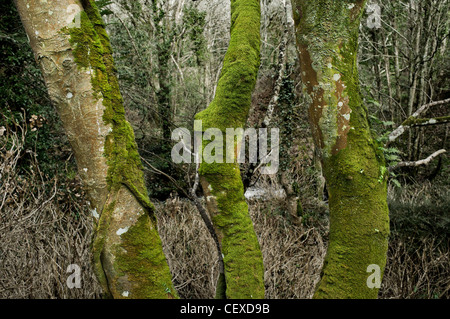 Coperte di muschio tronchi di alberi in un antico bosco Foto Stock