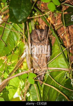 Assiolo, Ambra Mountain National Park, Madagascar. Torotoroka Assiolo (Otus madagascariensis) o il Madagascar Assiolo Foto Stock