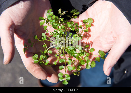 Il crescione appena raccolto da un giardino tenuto in un giardiniere con le mani in mano. NJ, Stati Uniti d'America. Foto Stock