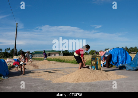 Un lavoro per tutta la famiglia come Camiguin isolani nelle Filippine raccogliere il riso essiccato sul ciglio della strada Foto Stock