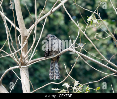 Un asiatico Koel (femmina) appollaiato su un ramo di un albero morto con il verde al di fuori della messa a fuoco lo sfondo Foto Stock