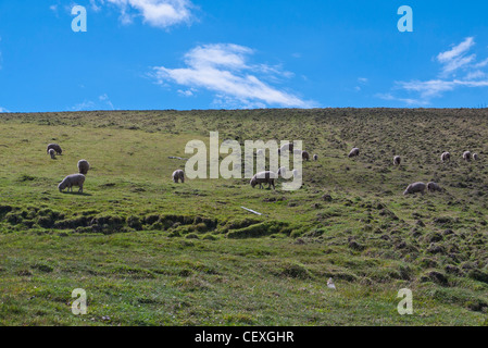 Un gregge di pecore in alto Ande sul loop di Quilotoa, Ecuador. Foto Stock