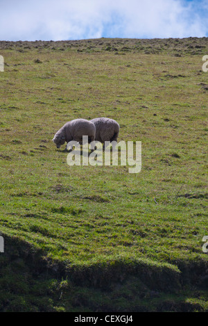 Due pecore al pascolo in alto Ande sul loop di Quilotoa, Ecuador. Foto Stock