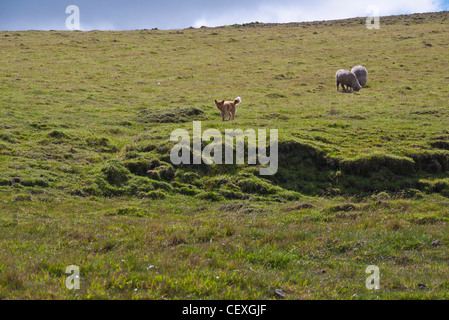 Un cane di pecora veglia su di ovini in alto Ande sul loop di Quilotoa, Ecuador. Foto Stock