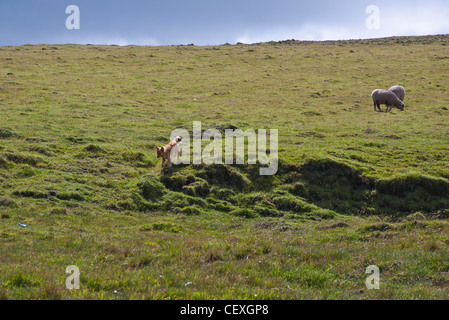 Un cane di pecora veglia su di ovini in alto Ande sul loop di Quilotoa, Ecuador. Foto Stock