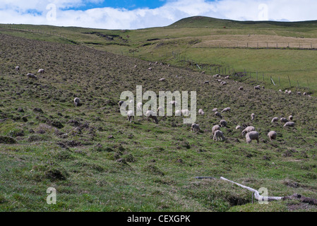 Un gregge di pecore in alto Ande sul loop di Quilotoa, Ecuador. Foto Stock