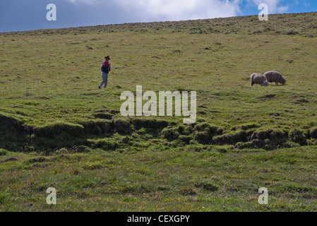 Un sheepherder sorge da due del suo gregge di pecore in alto Ande sul loop di Quilotoa, Ecuador. Foto Stock