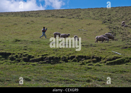 Un sheepherder corre verso il suo gregge di pecore in alto Ande sul loop di Quilotoa, Ecuador. Foto Stock