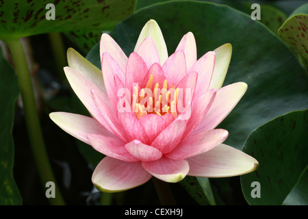 Ninfee lotus Foto Stock