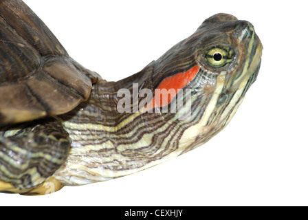 Il pet turtle red-eared slider(Trachemys scripta elegans) isolato su sfondo bianco Foto Stock