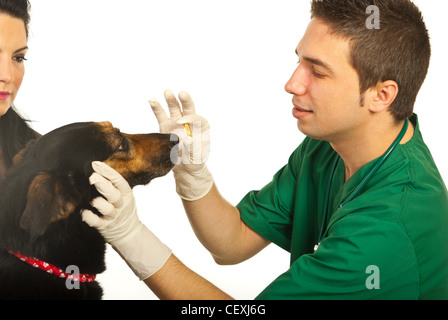 Vet dando una pillola al cane e proprietario donna che guarda il suo cane isolato su sfondo bianco Foto Stock