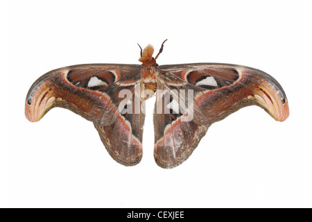 Gigante falena silkworm(Attacus Atlas Atlas) Foto Stock