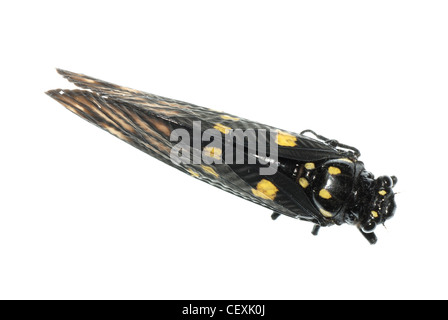 Cicala insetto bug isolato su bianco Foto Stock