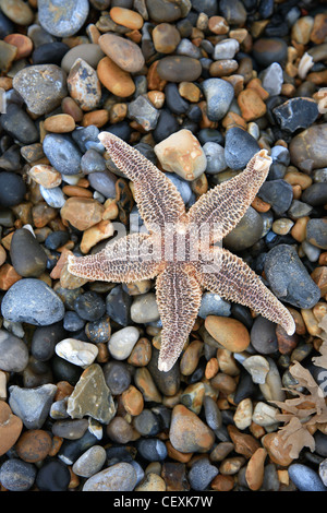 Close-up di una stella di mare lavato fino a una spiaggia di ciottoli sulla Costa North Norfolk, Inghilterra, Regno Unito Foto Stock