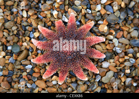 Close-up di una stella di mare lavato fino a una spiaggia di ciottoli sulla Costa North Norfolk, Inghilterra, Regno Unito Foto Stock