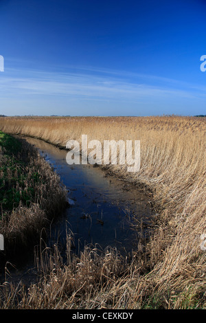 Un reedbed in Holme dune riserva naturale nazionale, Holme accanto il mare village, Costa North Norfolk, Inghilterra, Regno Unito Foto Stock