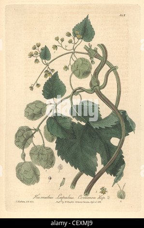 Luppolo, Humulus lupulus. Foto Stock