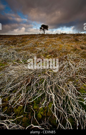 Lone Pine Tree sul North York Moors National Park in inverno Foto Stock