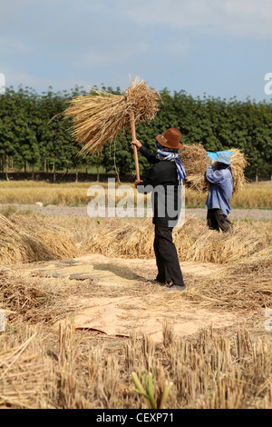 Gli agricoltori tailandesi la mietitura del riso dal campo padi nella provincia di Chiang Rai, a nord della Thailandia. Foto Stock