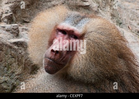 Hamadryas baboon nativo per il Corno d Africa e la punta sud-occidentale della penisola arabica. Girato a Singapore Zoo. Foto Stock