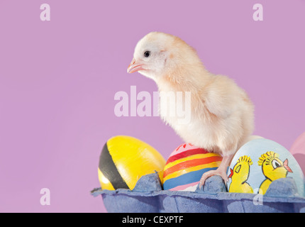 Giallo pulcino di pasqua in una confezione di uova con uova dipinte Foto Stock