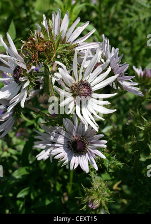 Thistle, Berkheya purpurea, Arctotideae, Asteraceae. Aka Berkheya viola; syn. Stobaea purpurea. Nativo di Africa del sud. Foto Stock