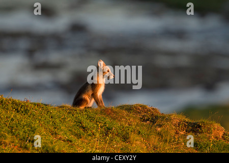 Arctic Fox (Vulpes vulpes lagopus / Alopex lagopus) cub sulla tundra al tramonto, Lapponia, Svezia Foto Stock