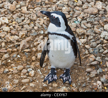 Nero Footed/Pinguino africano (Spheniscus demersus) Foto Stock