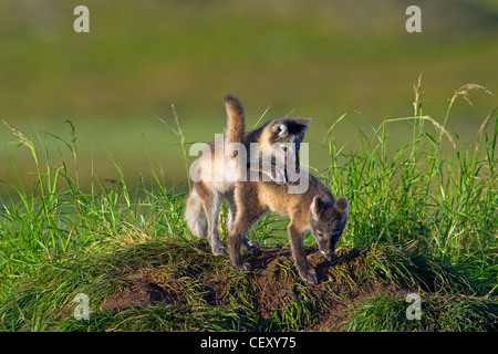 Arctic Fox (Vulpes vulpes lagopus / Alopex lagopus) cubs a giocare a den sulla tundra in estate, Lapponia, Svezia Foto Stock