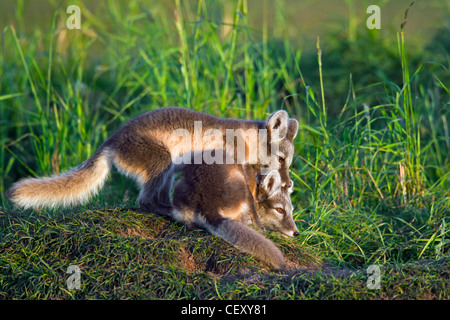 Arctic Fox (Vulpes vulpes lagopus / Alopex lagopus) cubs a giocare a den sulla tundra in estate, Lapponia, Svezia Foto Stock