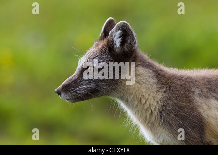 Arctic Fox (Vulpes vulpes lagopus / Alopex lagopus) close-up sulla tundra in estate, Lapponia, Svezia Foto Stock