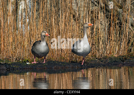 Oche Graylag / graylag goose (Anser anser) appoggiato sulla riva del lago, Germania Foto Stock