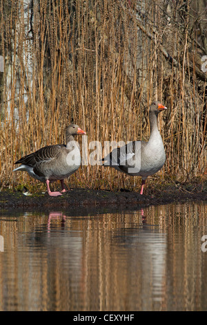 Oche Graylag / graylag goose (Anser anser) appoggiato sulla banca del lago, Germania Foto Stock