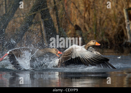 Oca Graylag / graylag goose (Anser anser) inseguono concorrente di distanza dal lago, Germania Foto Stock