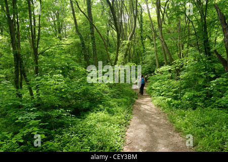 Famiglia a piedi in una molla verde foresta europea Foto Stock